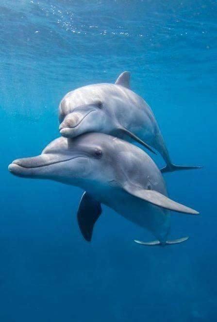 Dolphin Beach Get Away Росарито Экстерьер фото
